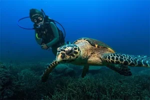 padi discover scuba diving tioman malaysia 5 1