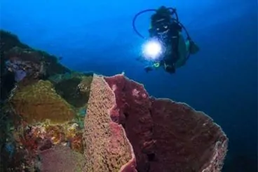 Home tioman diving malayisia padi course 368x245